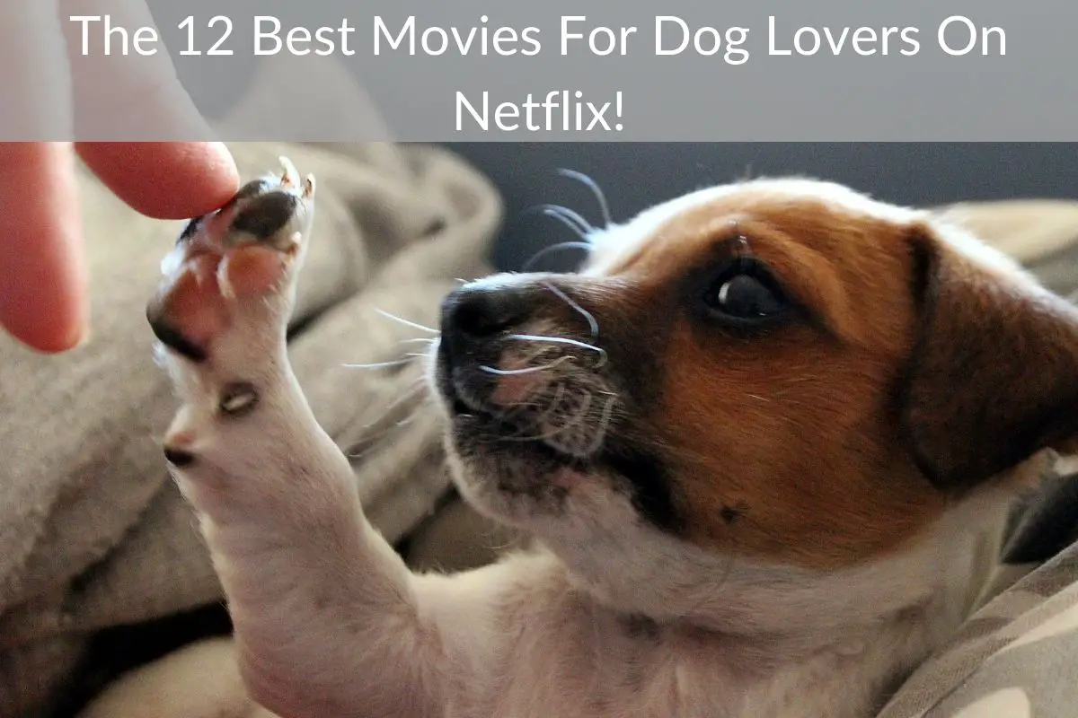The 12 Best Movies For Dog Lovers On Netflix
